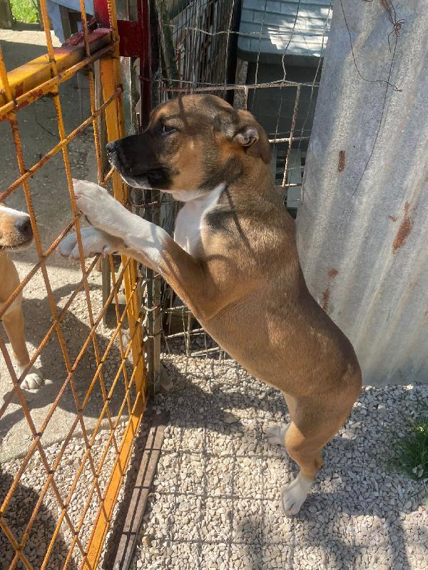 LO SPLENDIDO CHOCO ASPETTA TE Foto 3